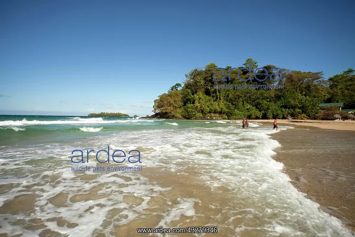 : Red Frog Beach on the island of Bastimentos, Bocas : Red Frog Beach on the island of Bastimentos, Bocas