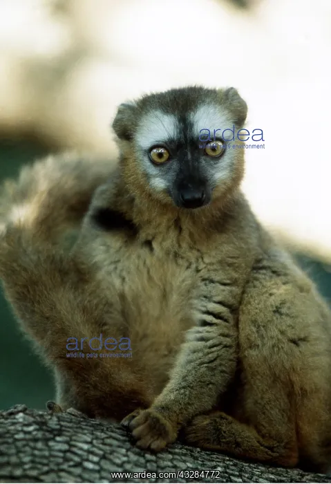 : RED-FRONTED BROWN LEMUR - facing camera : RED-FRONTED BROWN LEMUR - facing camera