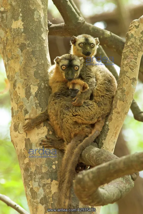 : Red-fronted Brown Lemur - Family in tree : Red-fronted Brown Lemur - Family in tree