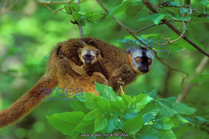 : Red-fronted Brown Lemur - mother carrying young : Red-fronted Brown Lemur - mother carrying young
