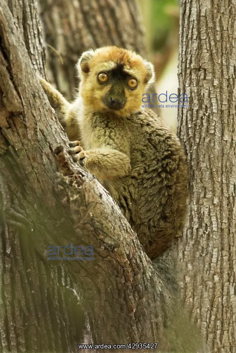 : Red-fronted Brown Lemur - In tree : Red-fronted Brown Lemur - In tree