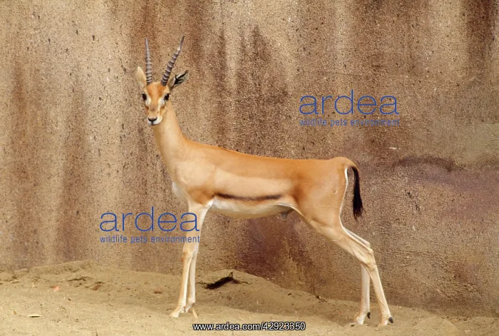 : Red-fronted Gazelle - male : Red-fronted Gazelle - male