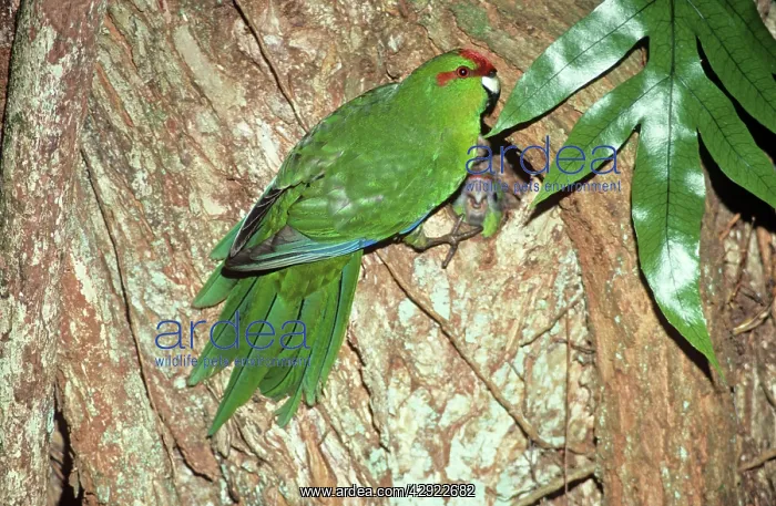  : Red-fronted Parakeet - at nest hole, endemic