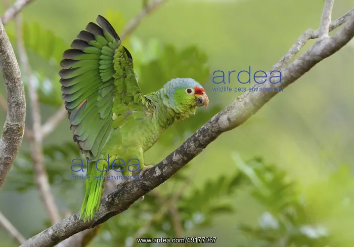 : Red-fronted Parrot (Poicephalus gulielmi) at Laguna Lagarto Lodge near Boca Tapada : Red-fronted Parrot (Poicephalus gulielmi) at Laguna Lagarto Lodge near Boca Tapada