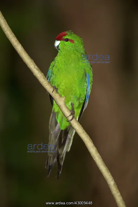: Red-fronted / Red-crowned Parakeet : Red-fronted / Red-crowned Parakeet