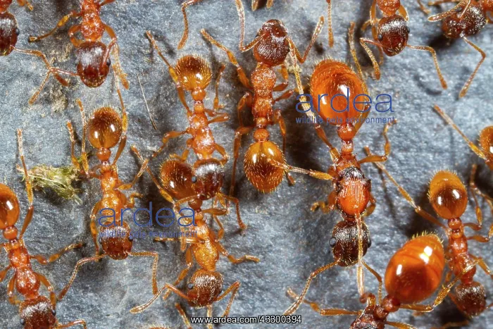 : Red garden ant, Red yellow knot ant (Myrmica rubra) : Red garden ant, Red yellow knot ant (Myrmica rubra)