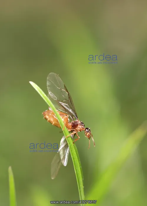 : Red garden ants - winged females taking flight : Red garden ants - winged females taking flight