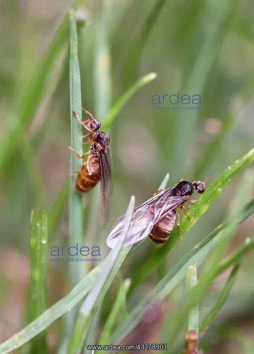 : Red garden ants - winged females taking flight : Red garden ants - winged females taking flight