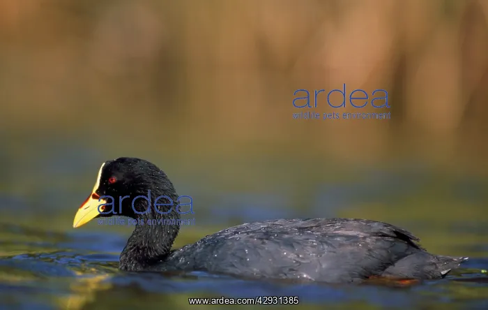 : Red-gartered Coot : Red-gartered Coot