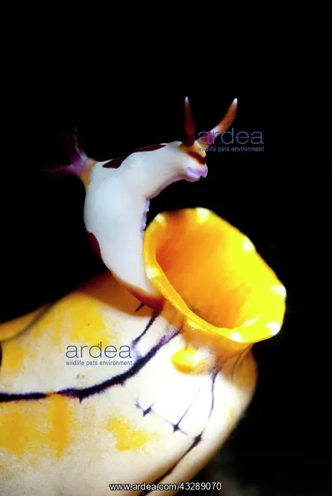: Red-gilled Nembrotha Nudibranch - on Sea Squirt : Red-gilled Nembrotha Nudibranch - on Sea Squirt
