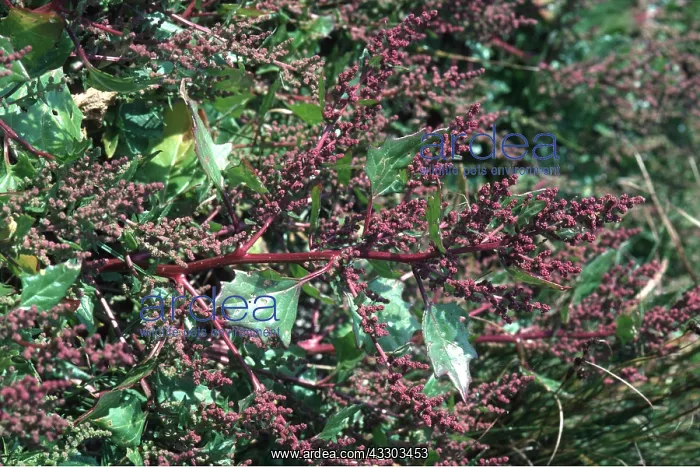 : RED GOOSEFOOT : RED GOOSEFOOT
