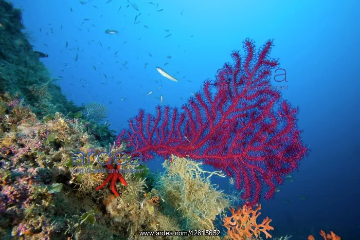 : Red gorgonia Paramuricea clavata Giglio Island Tuscany Archi : Red gorgonia Paramuricea clavata Giglio Island Tuscany Archi