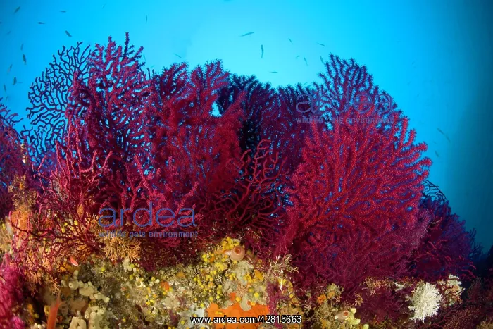  : Red gorgonia Paramuricea clavata Secca delle Secche Giglio I
