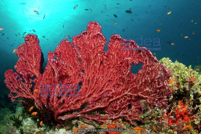 : Red Gorgonian Sea Fan : Red Gorgonian Sea Fan