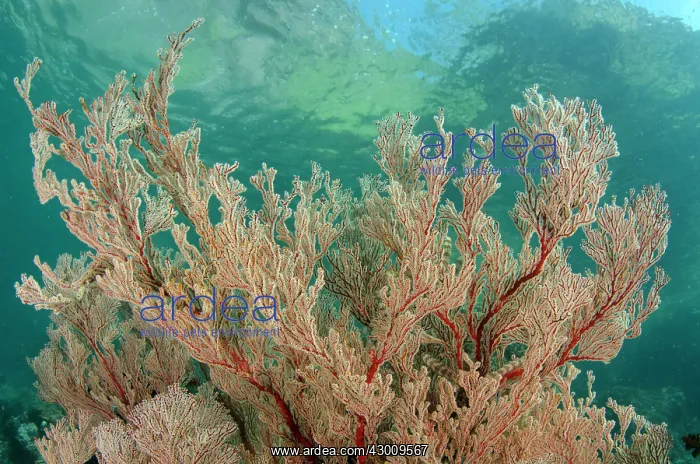 : Red Gorgonian Sea Fan with hills in background Yellow : Red Gorgonian Sea Fan with hills in background Yellow