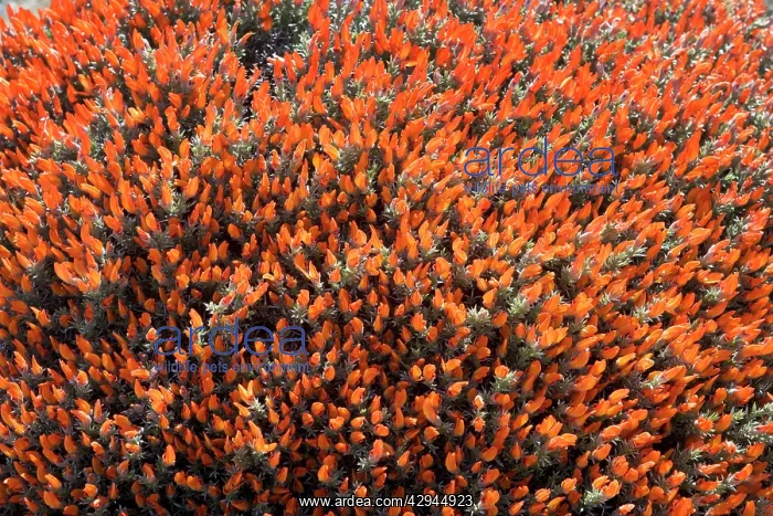  : Red Gorse (Spanish name: Mata fuego or Bola de fuego)