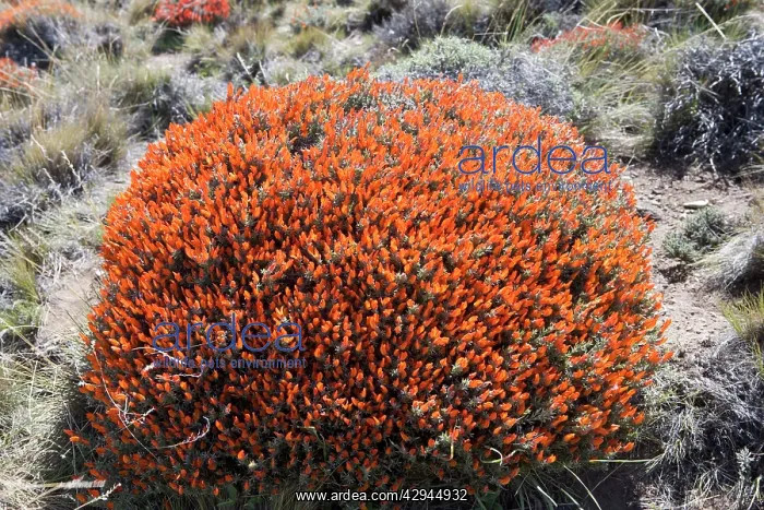 : Red Gorse - (Spanish name: Mata fuego or Bola de fuego) : Red Gorse - (Spanish name: Mata fuego or Bola de fuego)