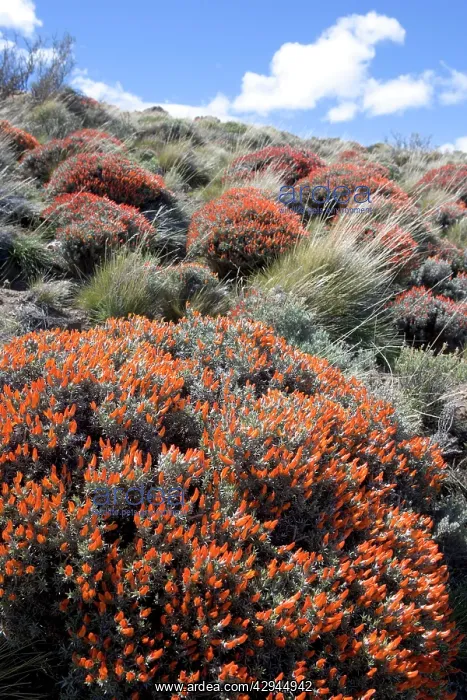  : Red Gorse - (Spanish name: Mata fuego or Bola de fuego)