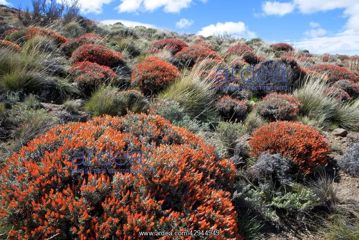 : Red Gorse - (Spanish name: Mata fuego or Bola de fuego) : Red Gorse - (Spanish name: Mata fuego or Bola de fuego)