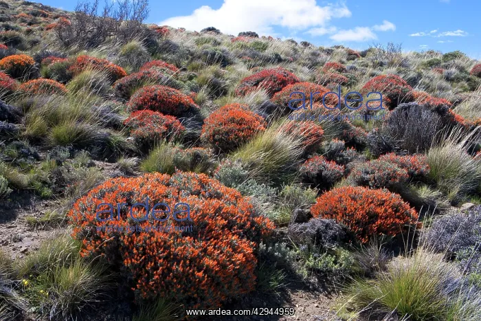 : Red Gorse - (Spanish name: Mata fuego or Bola de fuego) : Red Gorse - (Spanish name: Mata fuego or Bola de fuego)