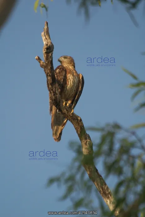 : Red Goshawk - female : Red Goshawk - female