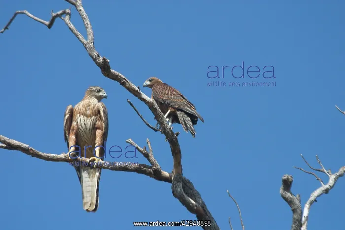 : Red Goshawk - female and male : Red Goshawk - female and male