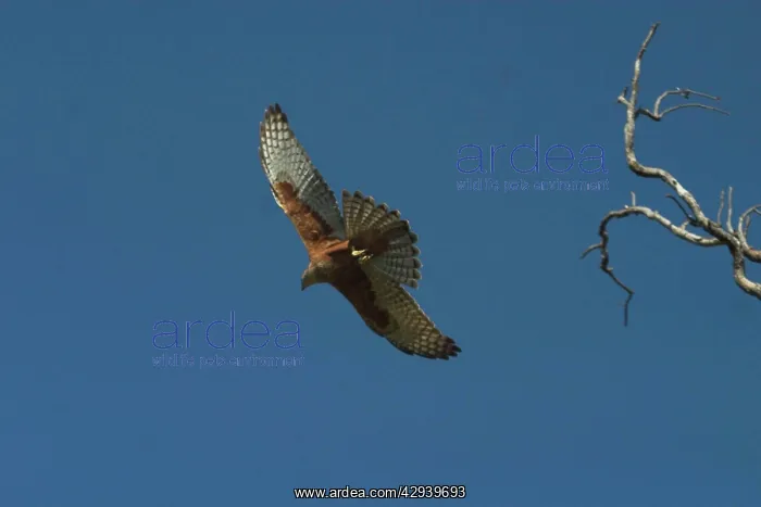 : Red Goshawk - in flight. Largest Australian goshawk : Red Goshawk - in flight. Largest Australian goshawk