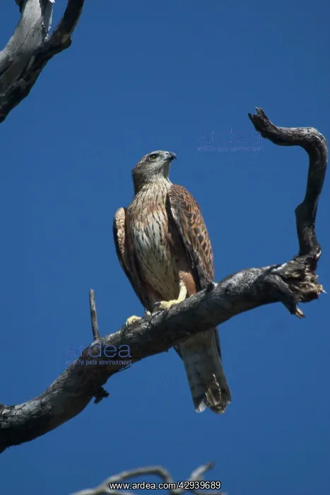 : Red Goshawk - Largest Australian Goshawk. Rare : Red Goshawk - Largest Australian Goshawk. Rare