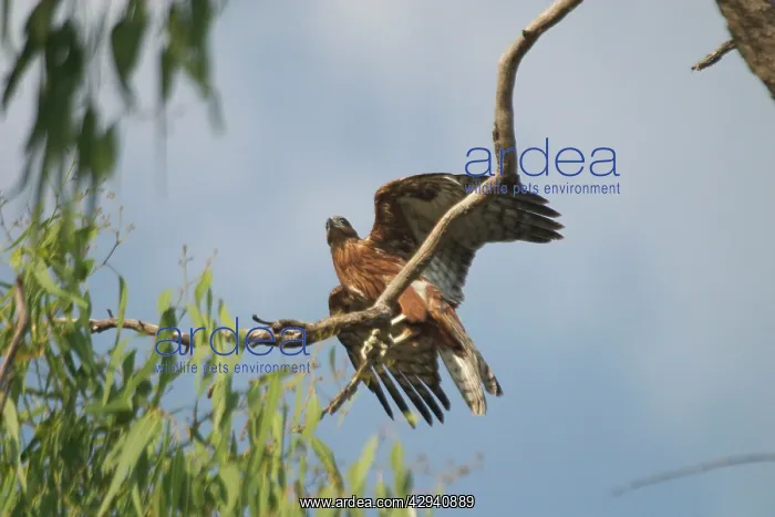 : Red Goshawk - male : Red Goshawk - male