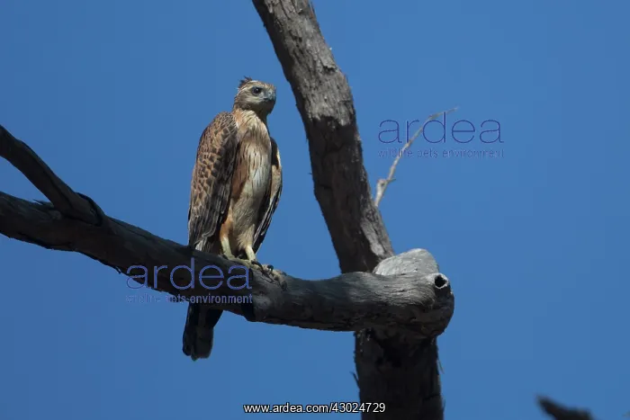 : Red Goshawk perched on a branch Lakefield National Par : Red Goshawk perched on a branch Lakefield National Par