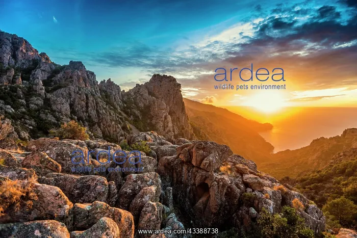 : Red granite rocks, Tafoni, Calanches de Piana, sunset : Red granite rocks, Tafoni, Calanches de Piana, sunset