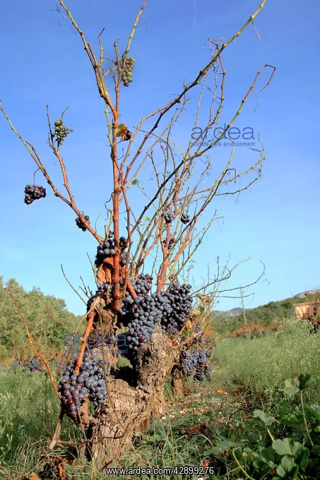 : Red Grapes - 1984 wine crisis harvest : Red Grapes - 1984 wine crisis harvest
