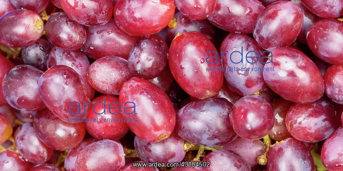 : Red grapes grape grape fruit fruit background from : Red grapes grape grape fruit fruit background from
