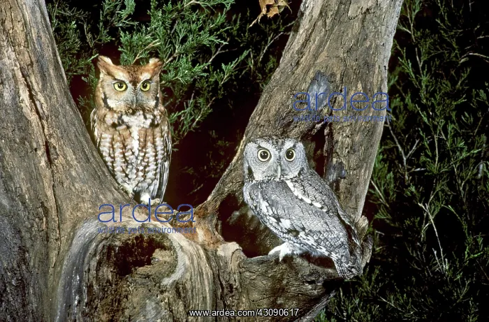 : Red and Gray Screech Owls : Red and Gray Screech Owls