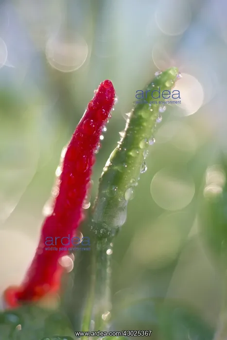  : Red and Green chillies, Norfolk UK