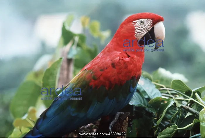 : Red & Green / Green-winged Macaw : Red & Green / Green-winged Macaw