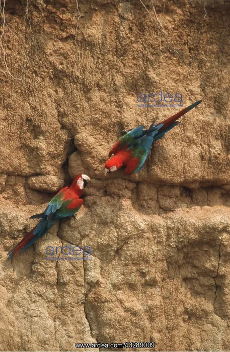  : Red & Green  /  Green-winged Macaw - two at clay lick
