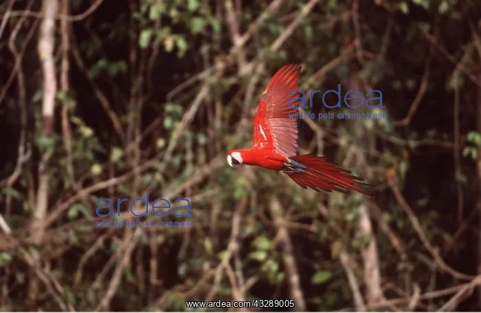 : Red & Green / Green-winged Macaw - In flight : Red & Green / Green-winged Macaw - In flight
