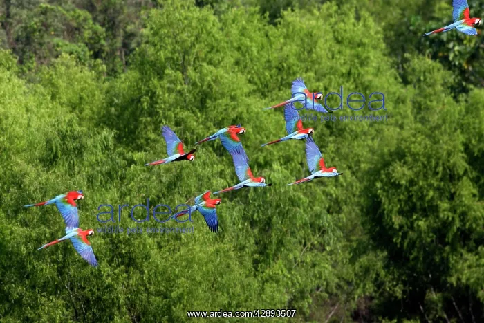 : Red and Green Macaw : Red and Green Macaw