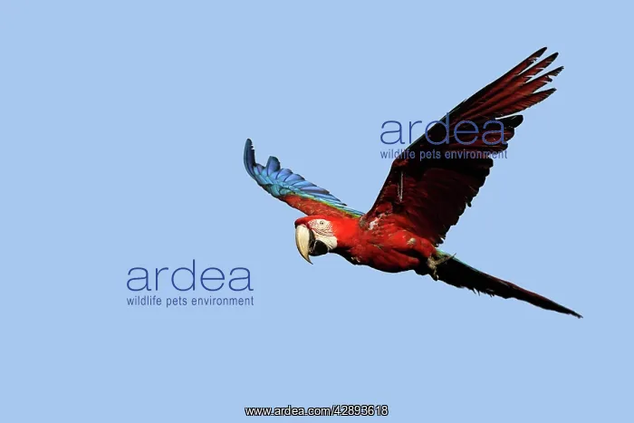: Red and Green Macaw : Red and Green Macaw