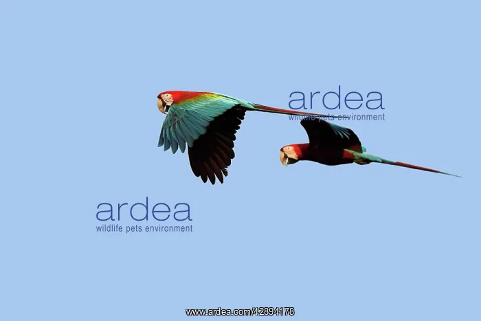 : Red and Green Macaw : Red and Green Macaw