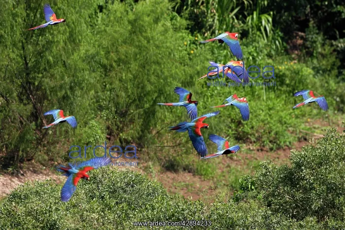 : Red and Green Macaw : Red and Green Macaw