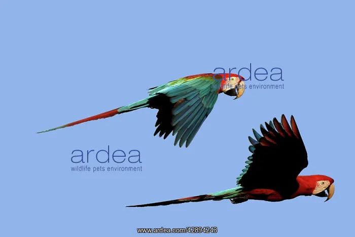 : Red and Green Macaw : Red and Green Macaw