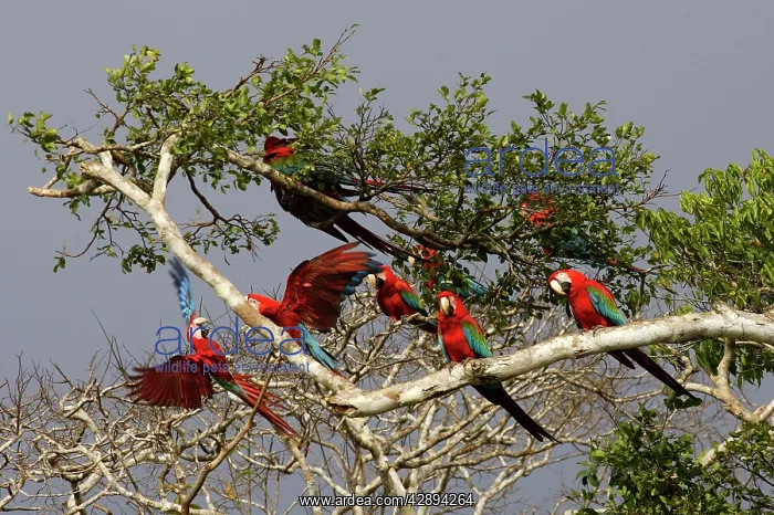 : Red and Green Macaw : Red and Green Macaw