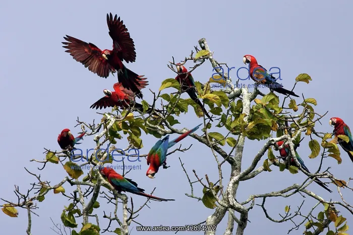 : Red and Green Macaw : Red and Green Macaw