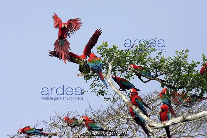: Red and Green Macaw : Red and Green Macaw
