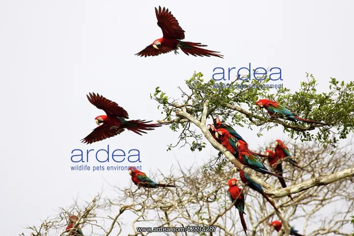 : Red and Green Macaw : Red and Green Macaw