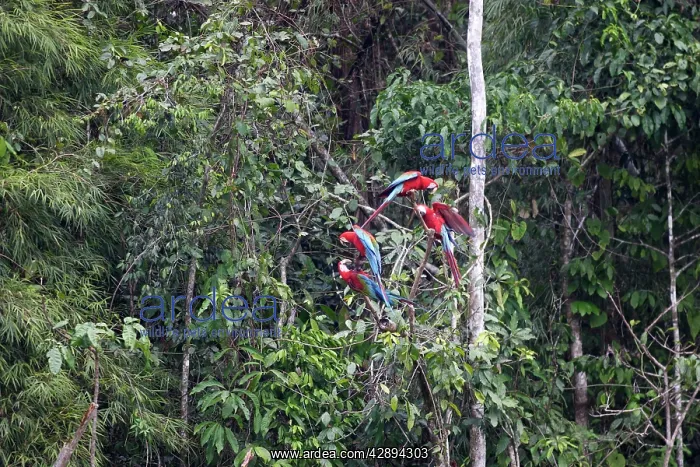 : Red and Green Macaw : Red and Green Macaw