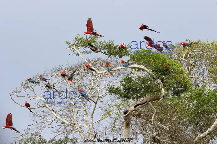 : Red and green Macaw : Red and green Macaw