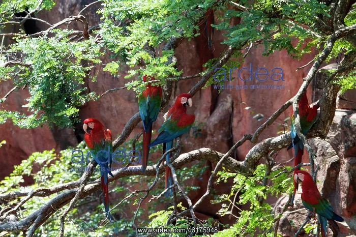 : Red and Green Macaw : Red and Green Macaw